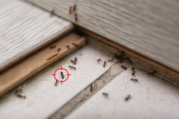 Best Affordable Pest Control Services  in Dauphin Island, AL