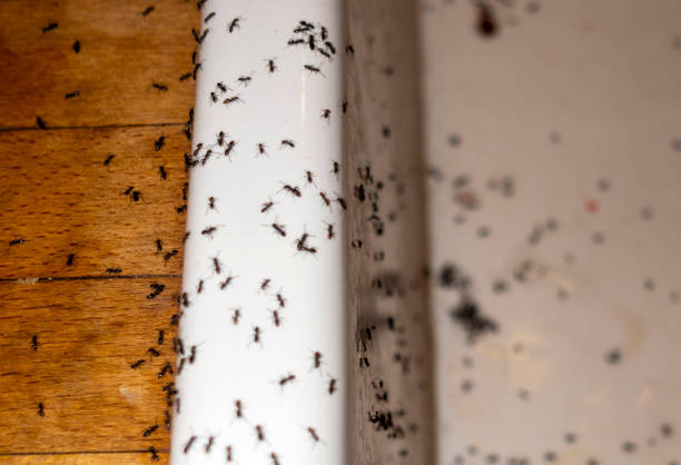 Best Pest Control Near Me in Dauphin Island, AL