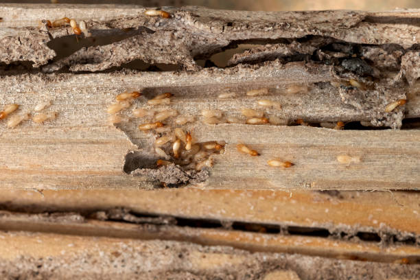 Best Termite Control Services  in Dauphin Island, AL