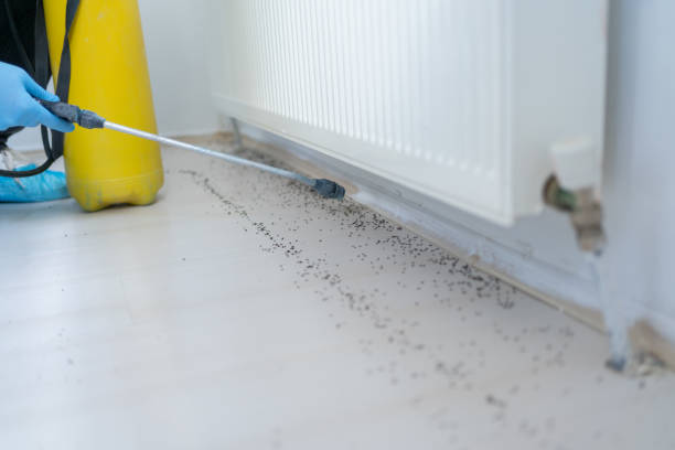 Reliable Dauphin Island, AL Pest Control Solutions